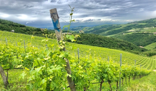 tedeschi vini veneto vigneti