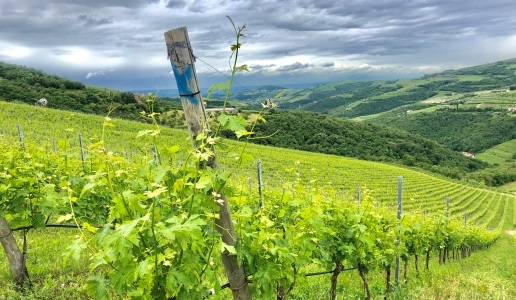 tedeschi vini veneto vigneti