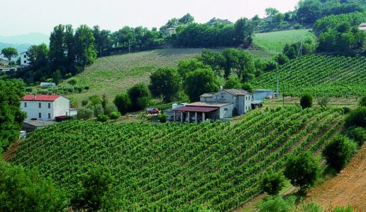 tenuta dell'ugolino marche vigneti