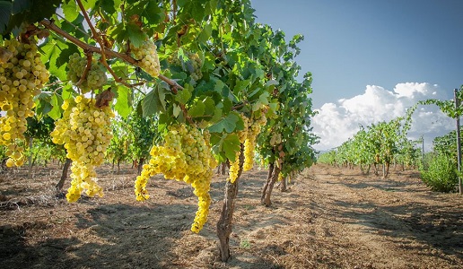 Torre a Cenaia vermentino