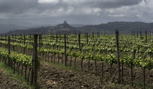 Toscana Igt vigneto