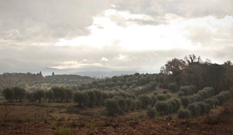 felsina uliveto ulivi toscana olio extravergine d'oliva raggiolo