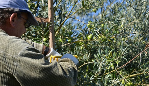 Raccolta varietà ulive tonda iblea