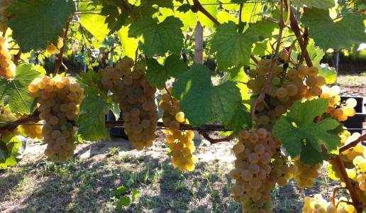 immagine uva grappolo foglia arneis vino bianco piemonte vite vigna