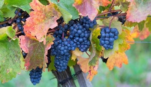 Uva Barbera