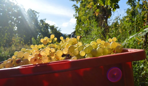 Uva malvasia per Frascati
