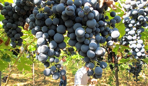 uva montepulciano