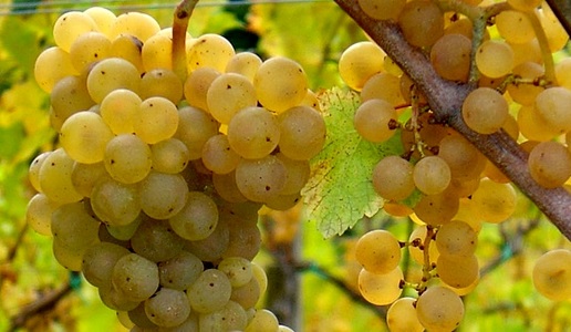 Uva Ribolla