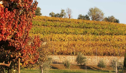 Vigneti Valpolicella Rubinelli Vajol