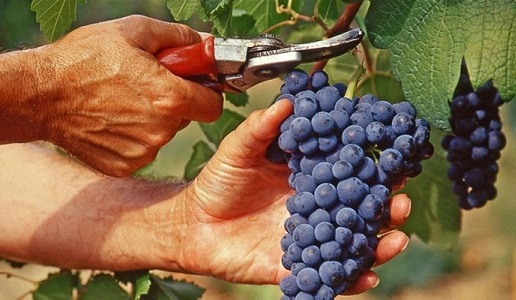 Vendemmia, previsioni positive Assoenologi, Ismea e UIV