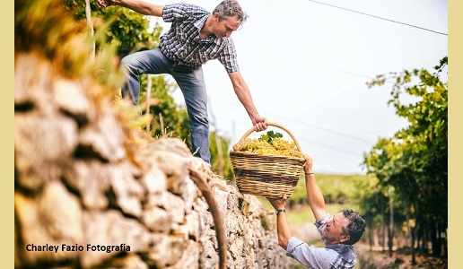 vendemmia con muretti a secco Soave