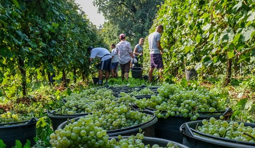 vendemmia