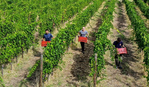 vendemmia in Oltrepò Pavese