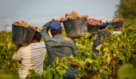 Vendemmia in Sicilia