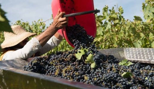 Vendemmia in Toscana a Dievole