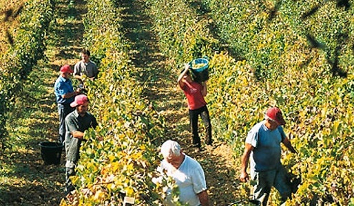 Vendemmia in Franciacorta