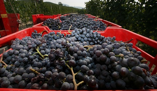vendemmia nebbiolo Langhe