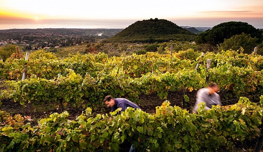 vendemmia sull'Etna