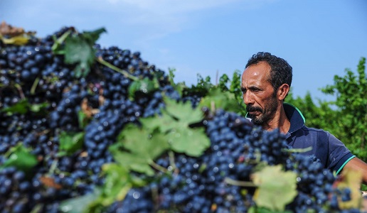 vendemmia Trullo di Pezza