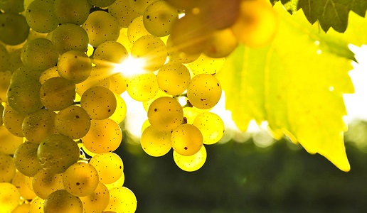 grappolo di vermentino uva bianca sardegna