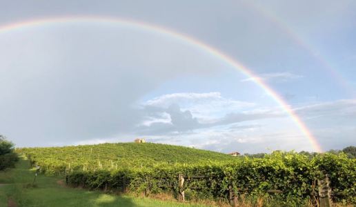 Vigna Motfrei Colline Novaresi Nebbiolo Francesco Brigatti