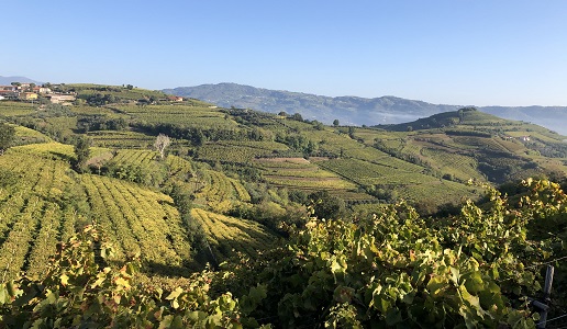 Vigne Soave