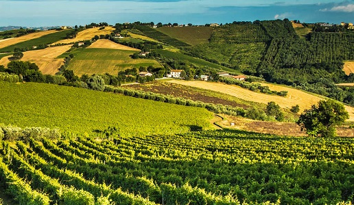 vigne mario lucchetti