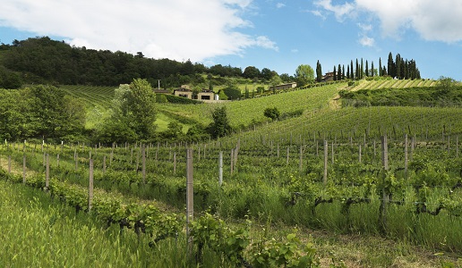 Vigneti Querciabella Chianti Classico