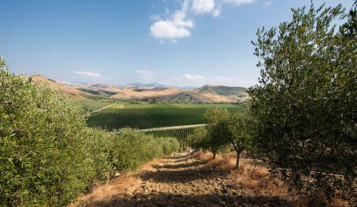 Vigneti a Cirò Calabria Librandi