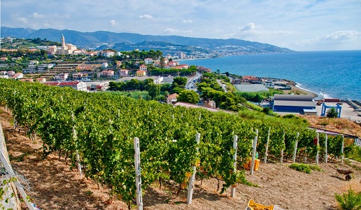 vigneti liguria riviera di ponente