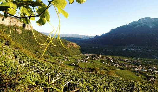 vigneti alto adige sudtirol