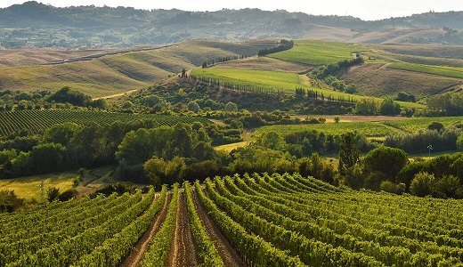 Vigneti Badia di Morrona