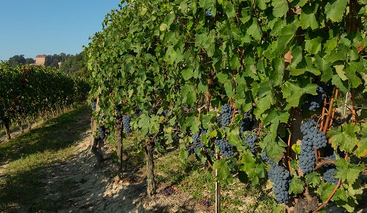 Vigneti barbera piemonte - marchesi alfieri