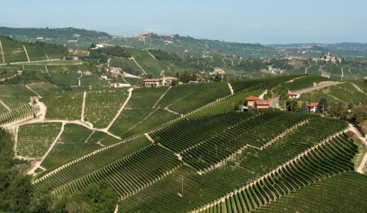 vigneti a Barolo