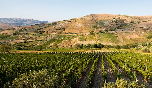Vigneti Cirò Calabria