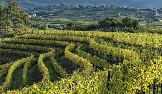 vigneti collio marco felluga
