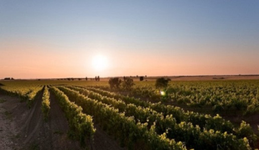 Vigneti Conti Zecca