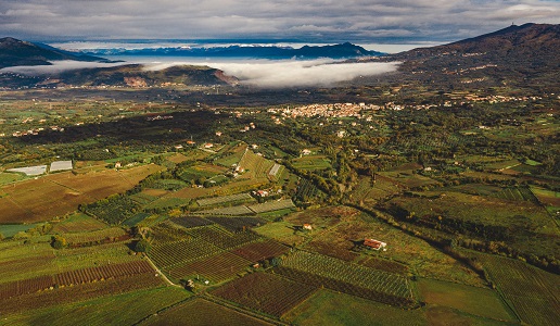 Vigneti nel Casertano