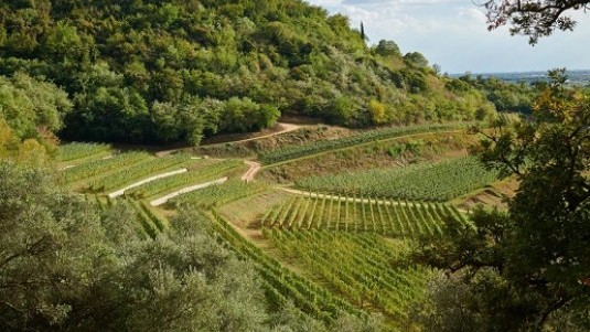 vigneti soave