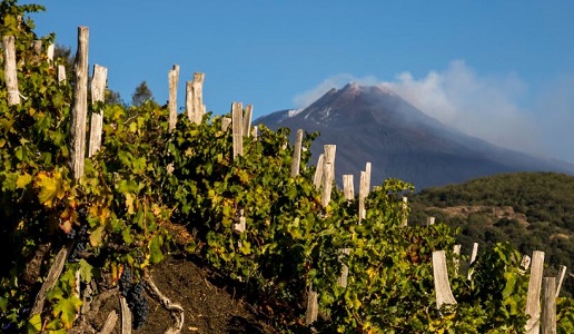 vigneti sull'Etna