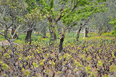 vigneti tenuta chiaromonte primitivo gioia del colle muro sant'angelo contrada barbatto