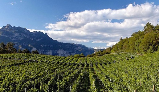 vigneti trentino ferrari 