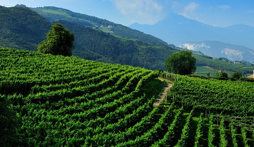 Vigneti Trentino