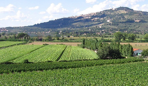 Vigneti a Cortona Fabrizio Dionisio Toscana