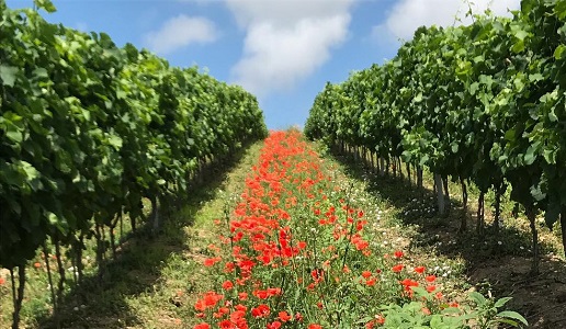 vigneto cantina della vernaccia con papaveri