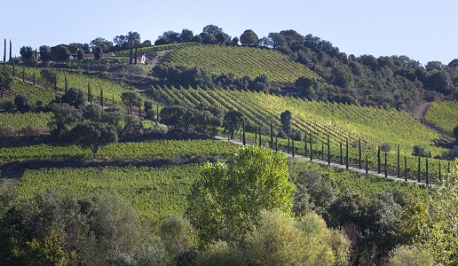 Vigneto Col di Bacche