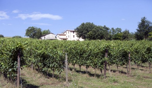 vigneto verdicchio di matelica d'antan cantina cavalieri marche