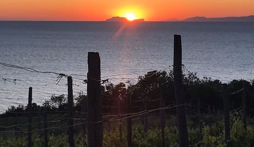 Vigneto Azienda Agricola SanGiovanni Cilento