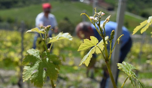 Vini agricoli, ecosostenibilità ambientale, vigneti