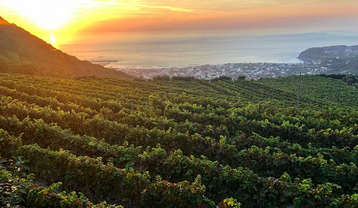 Cantine di Crateca Ischia panorama vigneti